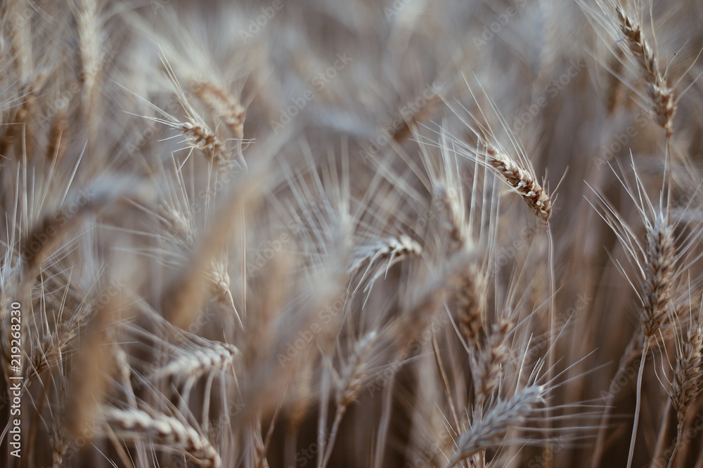 wheat background wheat background