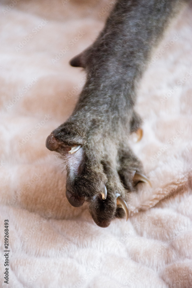 Fototapeta premium Paws with the claws of a bald cat on a soft blanket