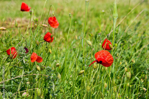 Fototapeta Naklejka Na Ścianę i Meble -  Green summer meadow with red poppies