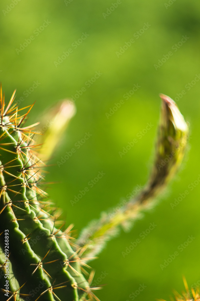 Cactus echinopsis tubiflora, close up, selective focus Cactus echinopsis tubiflora, close up, selective focus