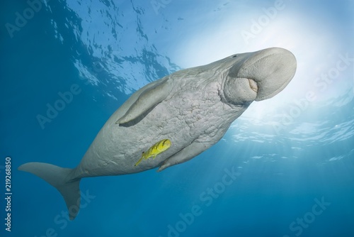 Dugong (Dugong dugon) with Golden Trevally (Gnathanodon speciosus) under water surface, Red Sea, Hermes Bay, Marsa Alam, Egypt, Africa