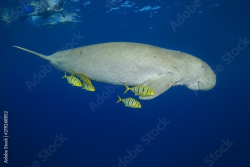 Snorkelers swimming with Dugong (Dugong dugon) with Golden Trevallys (Gnathanodon speciosus) under water surface, Red Sea, Hermes Bay, Marsa Alam, Egypt, Africa