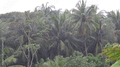 Wallpaper Mural Tropical wind and rain drops falling on the green palm tree leaves in island Koh Phangan, Thailand Torontodigital.ca