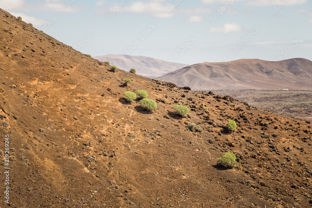 Vegetation from the Caldera de Gairia volcano in Fuerteventura.