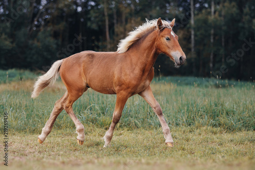 Little red foal on the summer field © julia_siomuha