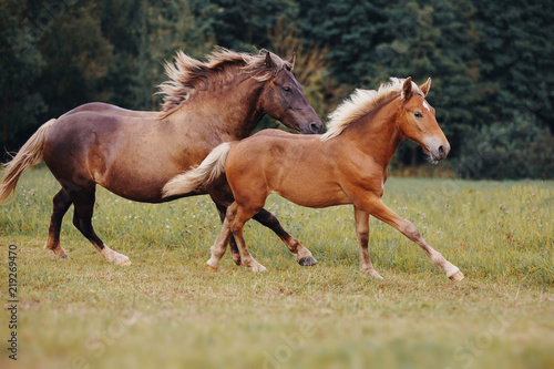 Mare and her foal on the summer field