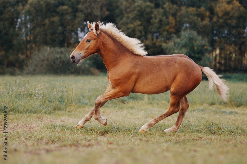 Little red foal on the summer field Little red foal on the summer field