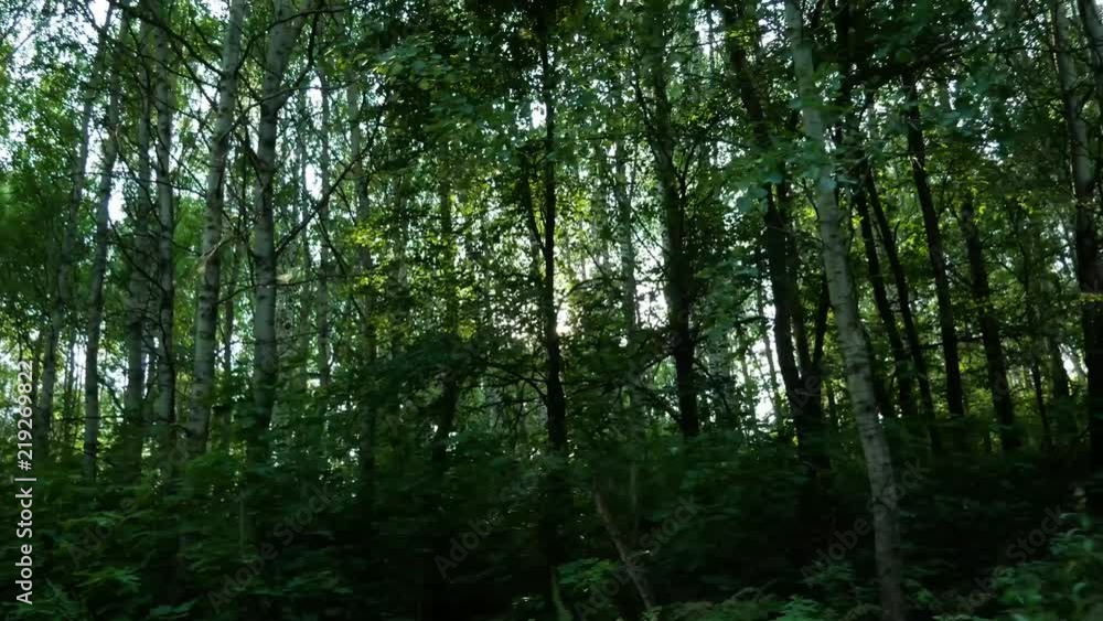 Walking in the woods and looking at the trees Walking in the woods and looking at the trees