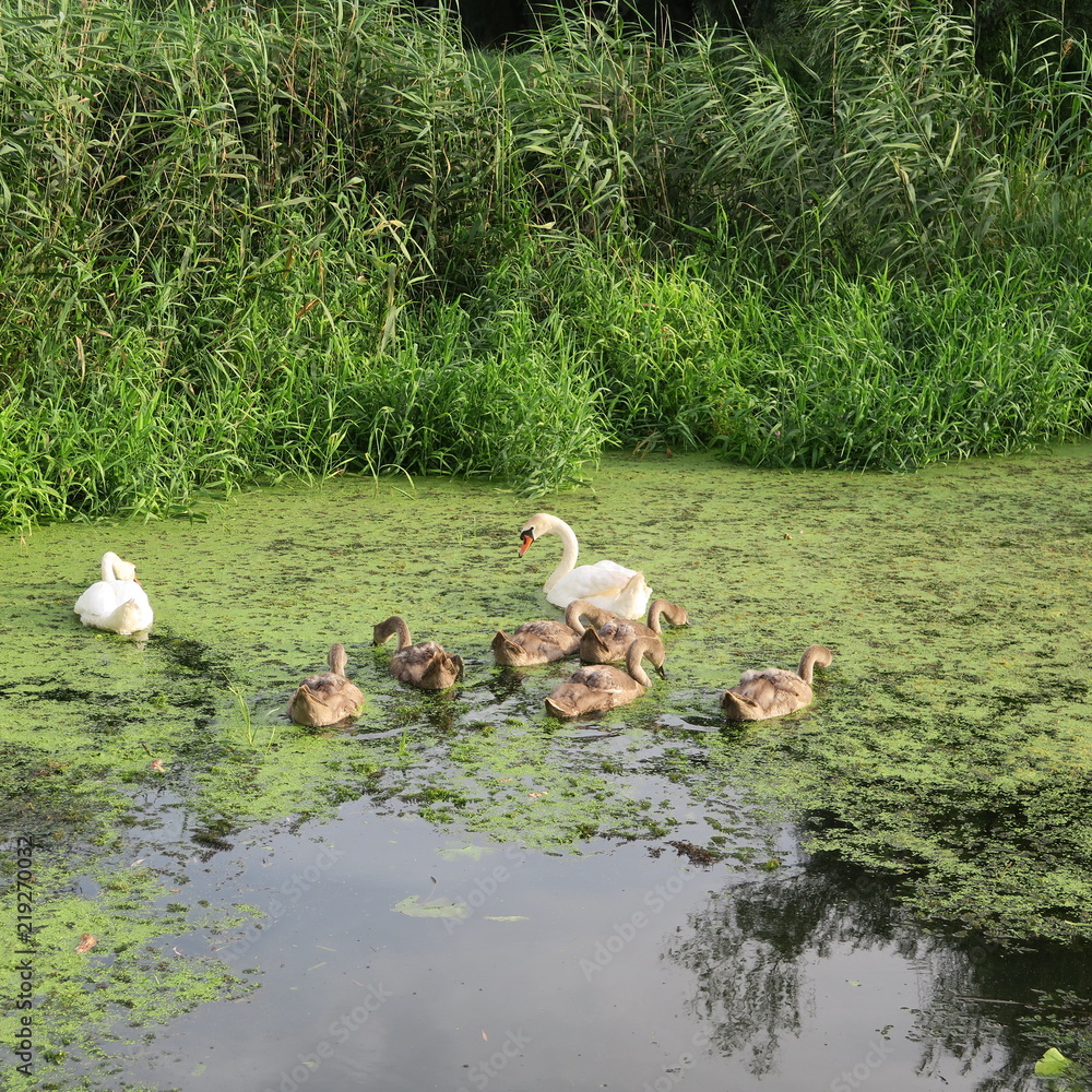 Obraz premium Living swan family on a green pond feeds duckweed