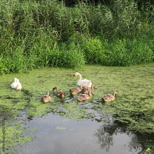 Living swan family on a green pond feeds duckweed