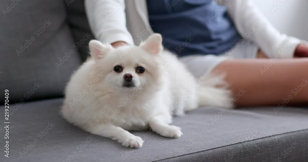 Pet owner touch on her Pomeranian dog Pet owner touch on her Pomeranian dog