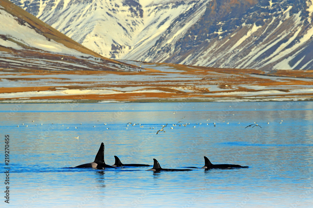 Fototapeta premium Grupa orka w pobliżu górskiego wybrzeża Islandii zimą. Orcinus orca w środowisku wodnym, scena dzikiej przyrody z natury. Wieloryby w pięknym krajobrazie, śnieg na wzgórzach.