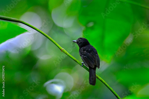 Black-hooded antshrike, Thamnophilus bridgesi, Black bird in green forest tropic vegetation, animal in the habitat, Costa Rica. Antshrike sitting on the branch in the jungle. photo