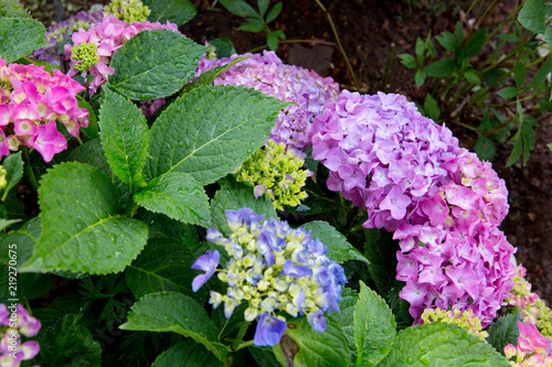 Colorful Hydrangea in summer garden. Macro photo.