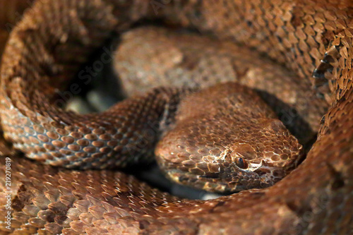 Slender hognosed pitviper, Porthidium ophryomegas, brown danger poison snake in the forest vegetation. Forest reptile in habitat, on the ground in leaves, Costa Rica. Wildlife in Central America.