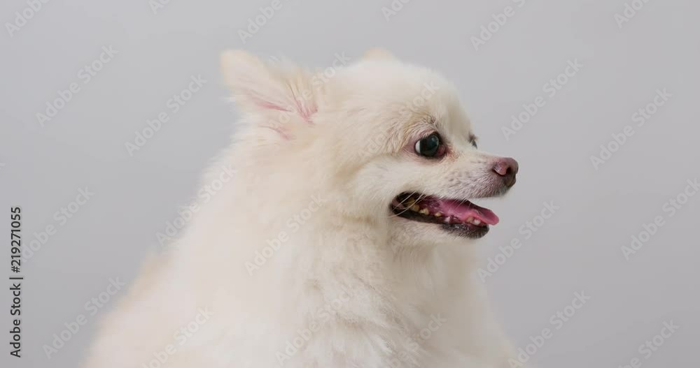 White pomeranian barking White pomeranian barking