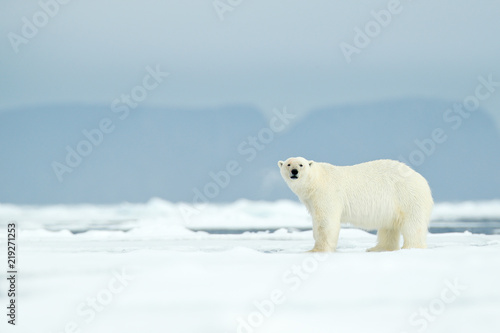 Dangerous polar bear walking on the ice, with mountain in the background, Russia.