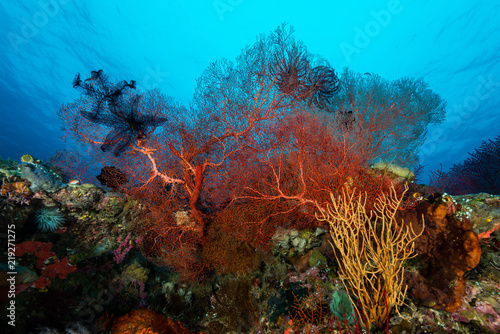 sea fan on the slope of a coral reef with visible water surface and fish