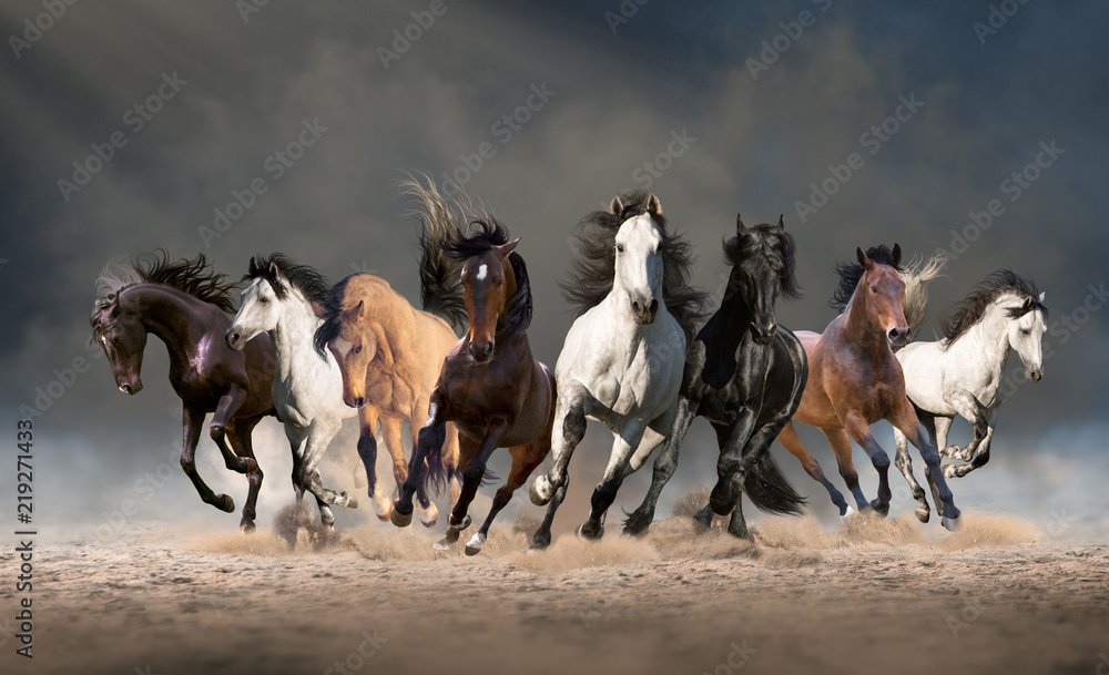 Fototapeta premium Stado koni biegnie naprzód po piasku w kurzu na tle nieba