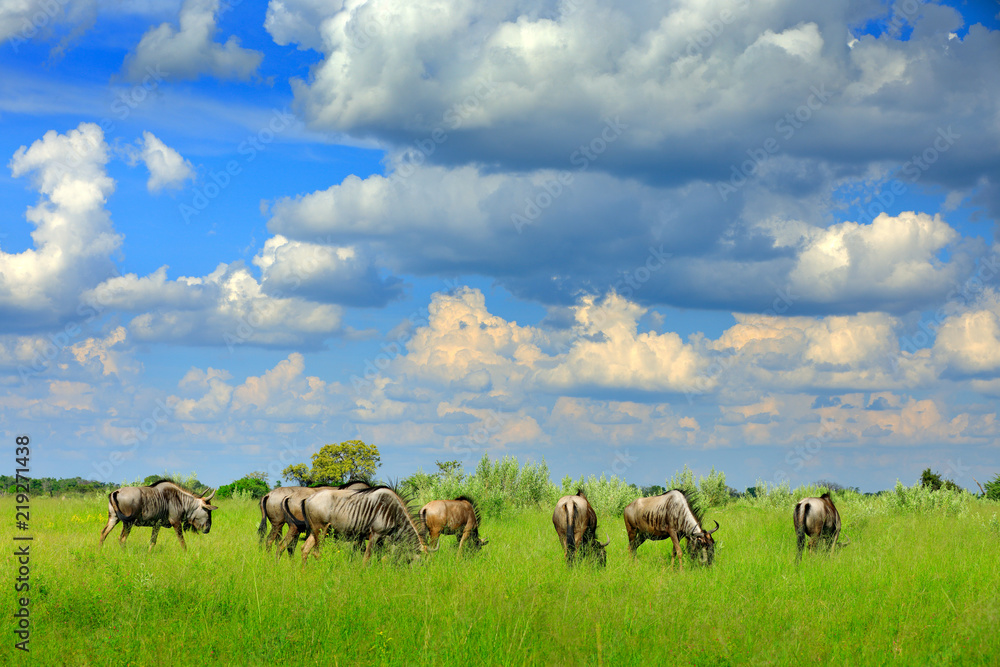 Running Blue wildebeest, Connochaetes taurinus, on the meadow, big animal in the nature habitat in Botswana, Africa. African landscape with big grey animal.