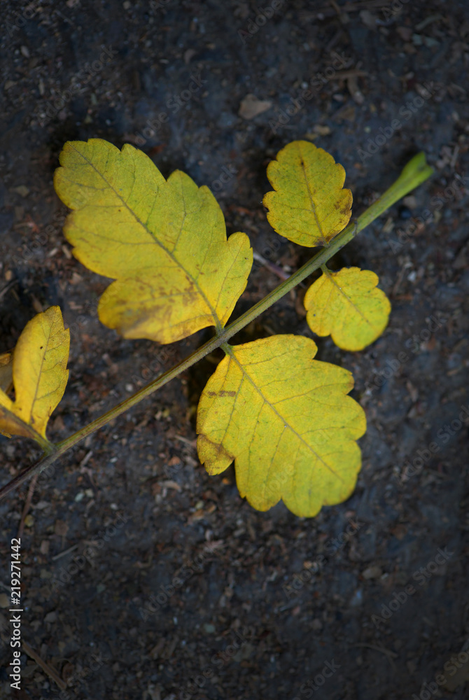 Colorful autumn leaves laying on ground. View from above. Colorful autumn leaves laying on ground. View from above.