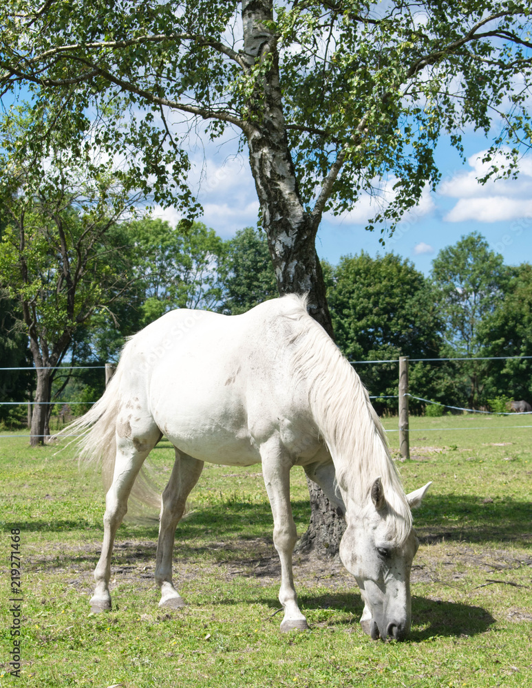 Obraz premium Biały koń