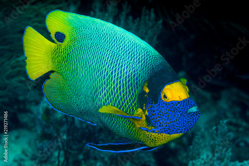 yellow mask angelfish fish