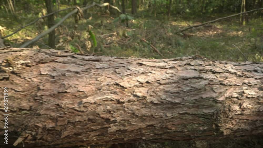 Storm damage. Fallen trees in coniferous forest after strong hurricane wind Storm damage. Fallen trees in coniferous forest after strong hurricane wind