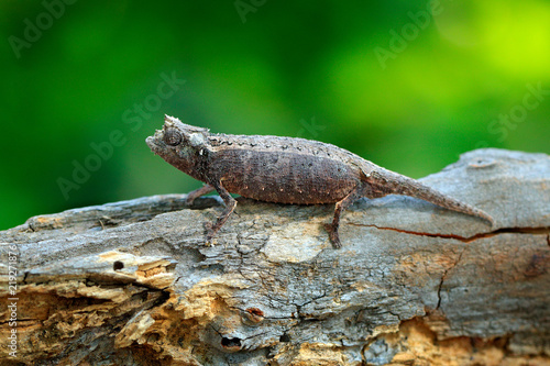 Brookesia thieli,  Chameleon sitting on the branch in forest habitat. Exotic beautifull endemic green reptile with long tail from Madagascar. Wildlife scene from nature.