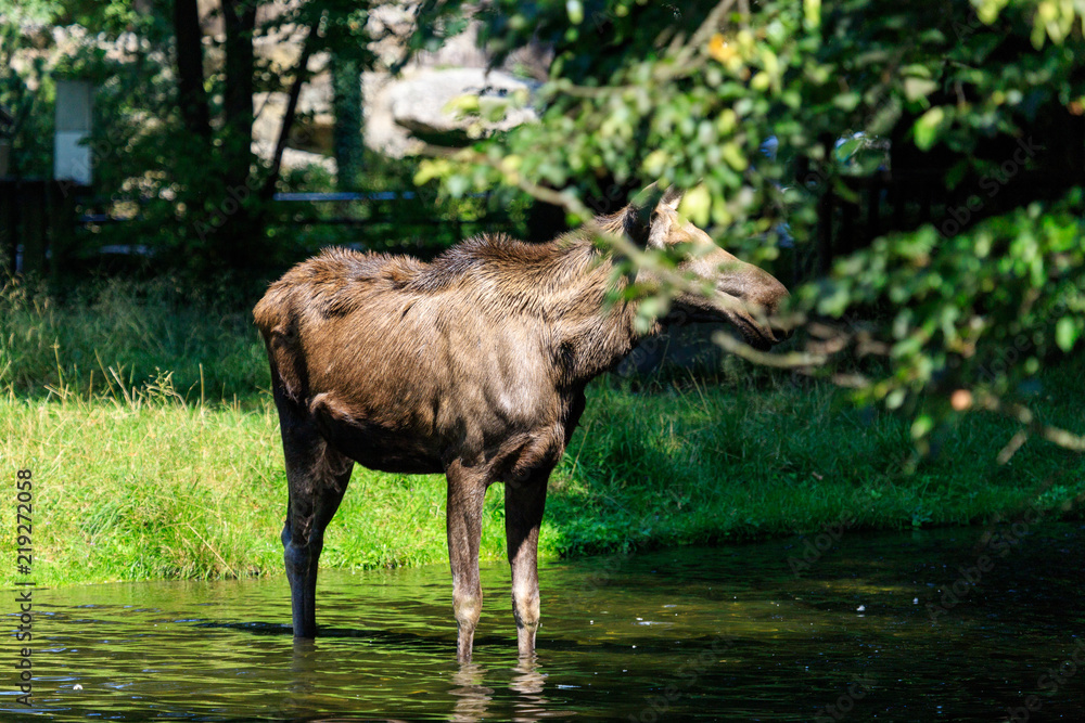 Fototapeta premium Moose