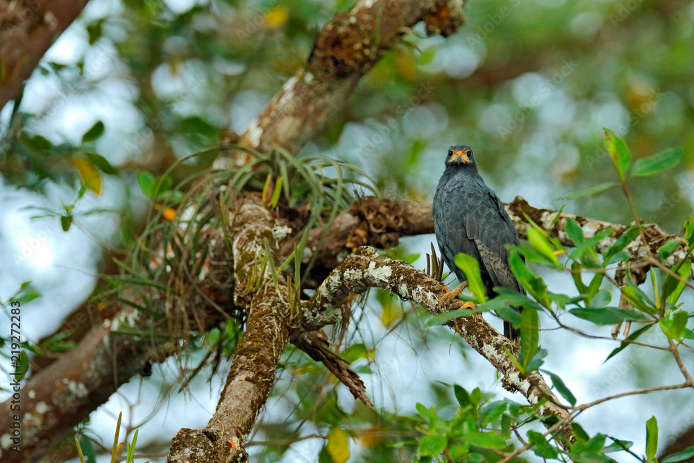 Mangrove Black Hawk, Buteogallus subtilis, large bird found in Central and South America. Wildlife scene from tropical nature. Hawk in nature habitat. Mangrove Black Hawk, Buteogallus subtilis, large bird found in Central and South America. Wildlife scene from tropical nature. Hawk in nature habitat.