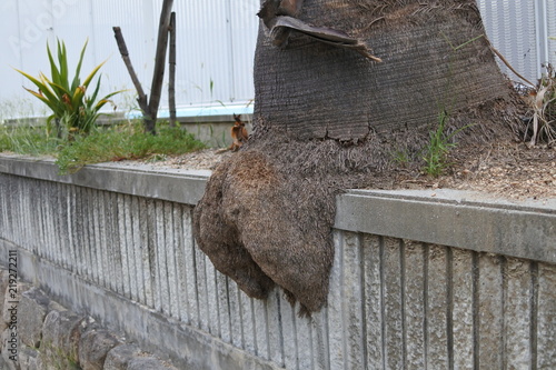 椰子の木