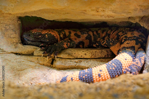 Gila monster, Heloderma suspectum, venomous lizard from USA and Mexiko hidden in rock cave. Sunny day in stone and sand desert. Danger poison reptile in nature habitat.