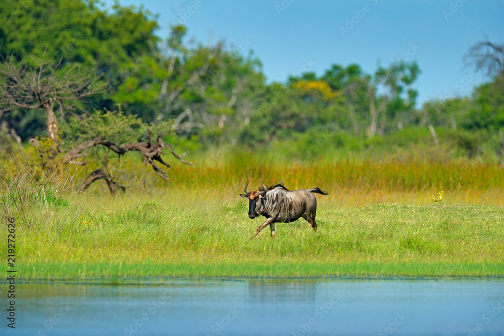 Naklejka premium Blue wildebeest, Connochaetes taurinus, on the meadow, big animal in the nature habitat in Botswana, Africa.