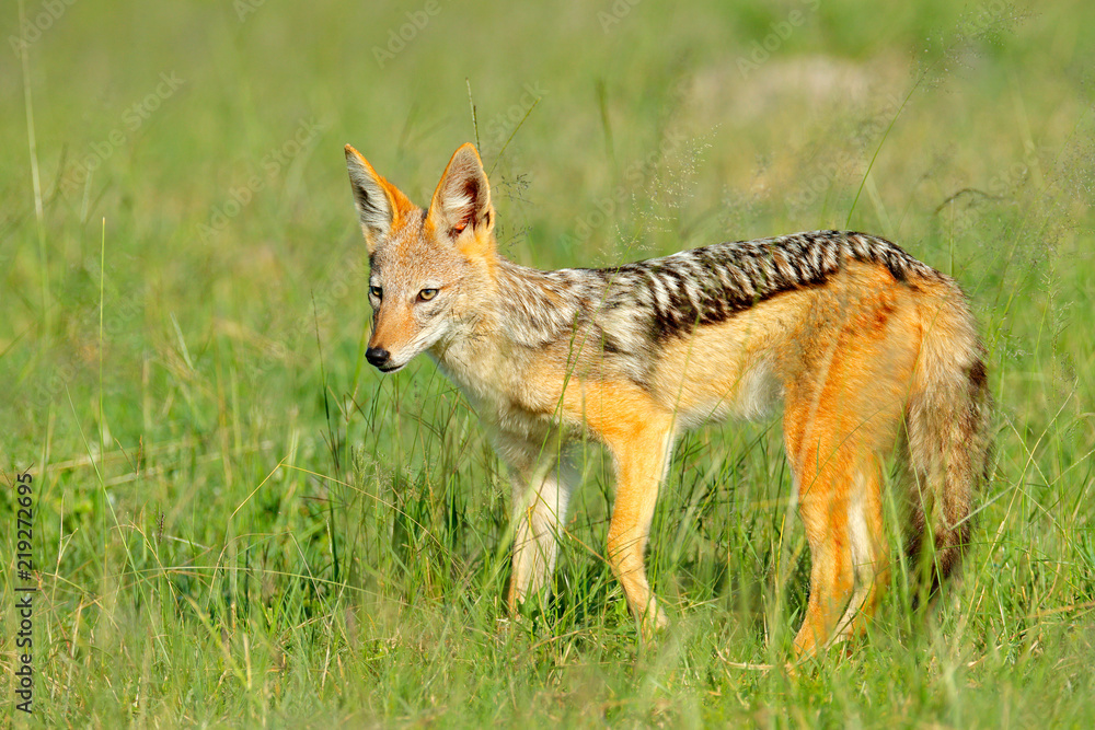Black-Backed Jackal, Canis mesomelas mesomelas, portrait of animal with long ears, Tanzania, South Africa. Beautiful wildlife scene from Africa with nice sun light.