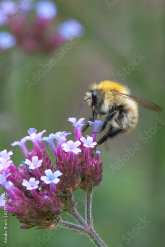 Bumble bee collecting pollen from a pink flower