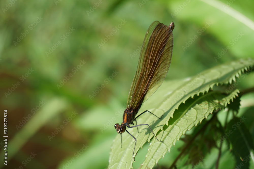 Fototapeta premium Gebänderte Prachtlibelle, Calopteryx Splendens, Kupfer