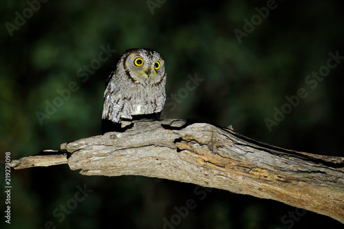 African scops owl, Otus senegalensis, bird in the nature habitat in Botswana. Owl in night forest.  Animal sitting on the tree branch during dark night. Wildlife scene from Africa.