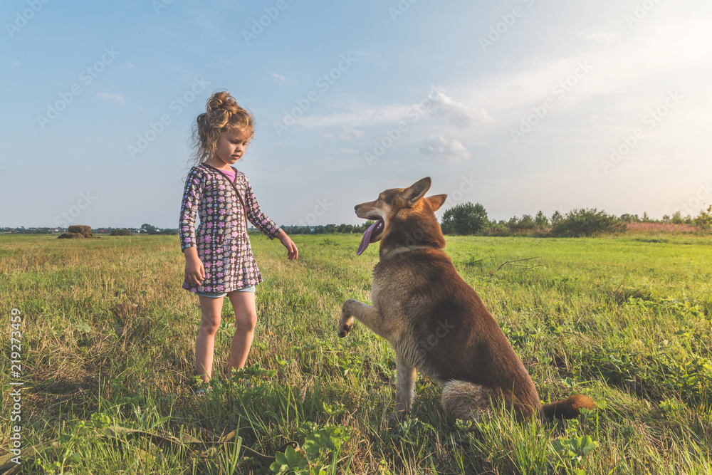a girl, child summer Sunny day walking the dog on a leash, shepherd on a green grassy meadow a girl, child summer Sunny day walking the dog on a leash, shepherd on a green grassy meadow