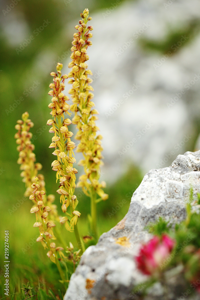 Aceras antropophorum, Man orchid, Gargano in Italy. Flowering European terrestrial wild orchid, nature habitat. Beautiful detail of bloom, spring scene from Europe. Wild flower on the green meadow. Aceras antropophorum, Man orchid, Gargano in Italy. Flowering European terrestrial wild orchid, nature habitat. Beautiful detail of bloom, spring scene from Europe. Wild flower on the green meadow.