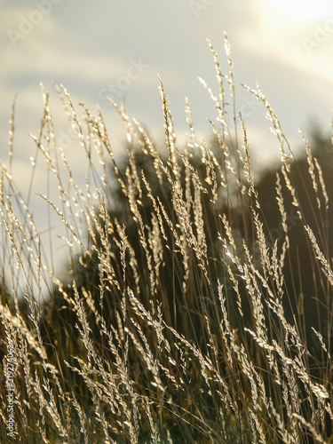 Beautiful background. Soft ...