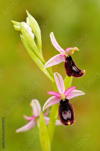 Ophrys bertolonii, orchid from Gargano in Italy. Flowering European terrestrial wild orchid, nature habitat. Beautiful detail of bloom, spring scene from Europe. Wild flower on green meadow.