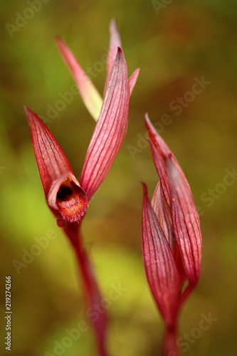 Serapias apulica Apulian Tongue-orchidGargano in Italy. F