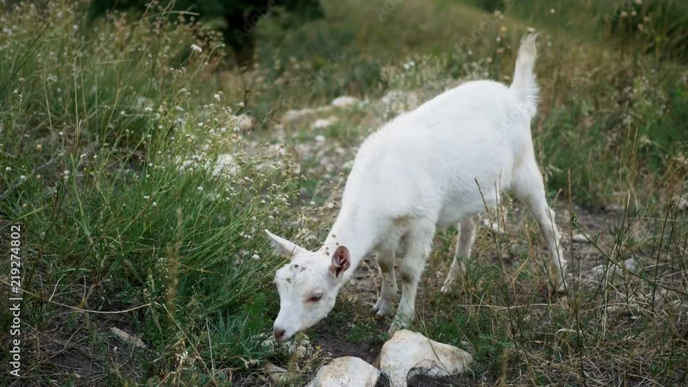 baby goat eating grass on a green field baby goat eating grass on a green field