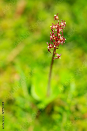 Fototapeta Naklejka Na Ścianę i Meble -  Listera cordata, Lesser Twayblade, red flowering European terrestrial wild orchid in nature habitat with green background, Czech Republic, Europe. Small rare plants in dark forest, in forest habitat.