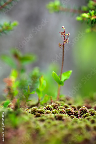 Fototapeta Naklejka Na Ścianę i Meble -  Listera cordata, Lesser Twayblade, red flowering European terrestrial wild orchid in nature habitat with green background, Czech Republic, Europe. Small rare plants in dark forest, in forest habitat.