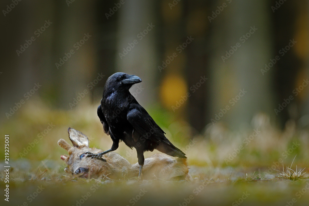 Obraz premium Raven with dead European Roe Deer, carcass in the forest. Black bird with head on the the forest road. Animal behavir, feeding scene in Germany, Europe.