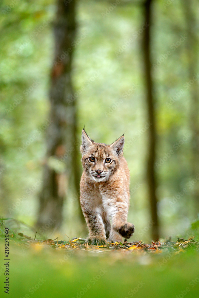Obraz premium Młody ryś w zielonym lesie. Scena dzikiej przyrody z natury. Spacerujący ryś euroazjatycki, zachowanie zwierząt w środowisku. Młode dzikiego kota z Niemiec. Dziki Bobcat między drzewami.