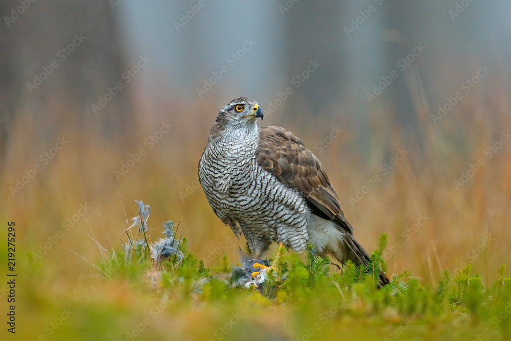 Naklejka premium Bird of prey Goshawk with killed Eurasian Magpie on the grass in green forest. Wildlife scene from the forest. Animal behavior in Europe, Slovakia.