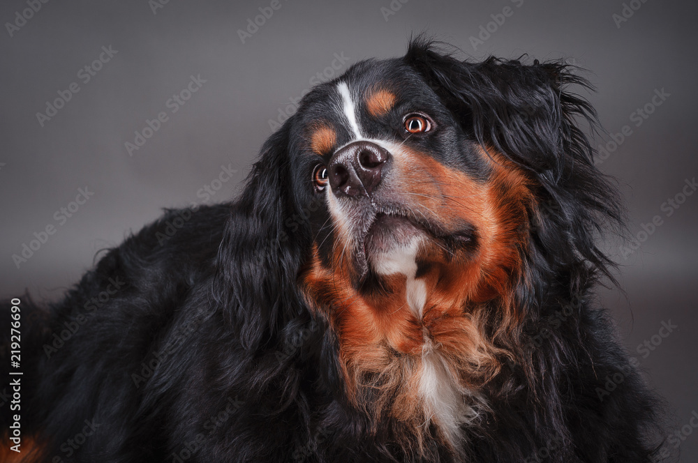 Hundeblick Hundeblick